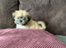 Adorable Lhasa Apso Boy puppies for sale