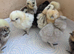 Day old silkies chickens