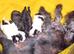 Tiniest Jackapooshih only 1 boy 2 girls left