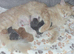 Kittens....RAGCOONS