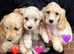 Cockapoo puppies