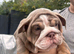 English bulldog