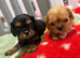 Wonderful litter of kc registered cavalier King Charles