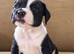 Handsome Billy! British Bulldog x Springer Spaniel!