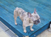 Merle French bulldog