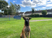 Belgian Malinois Stud