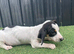 2 beautiful dachshund puppies ready for new homes!!!