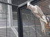 young cockatiels