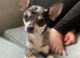 Mum and daughter chihuahuas must go together