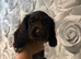 2 gorgeous cocker spaniel puppies