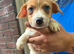 Jack Russell puppy’s