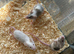 Fancy mice babies - Ready Now