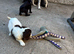 F1 Sprocker pups