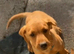 2 Stunning Fox Red Labradors