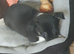 Chihuahua puppies Alford lincs