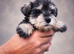 Miniature schnauzer k c reg