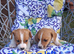 Jack russles puppies Loving for ever Home