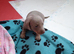 Stunning miniature dachshund