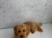 Tooy poodle
