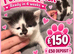 5 kittens for sale