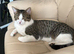 Looking for a calm, loving forever home for Tommy