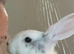 Male rabbit for sale
