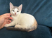Beautiful sphynx cross kittens