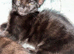We have gorgeous chocolate Maine coon kittens one boy two girls
