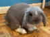 Mini lop buck