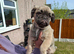 Exotic fluffy french bulldogs