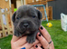 6 champion Staffordshire bull terriers looking for there fur-ever home