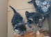 3 Bengal Mix Tabby Kittens & 2 Ginger & white kittens for sale
