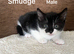 Kittens for sale