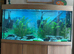 4 male Axolotls for rehome in their tank