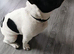French bulldog puppy