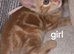 Ginger kittens