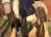 DOLLÁR — BEAUTIFUL MINI COB STALLION FOR SALE RIDE & DRIVE