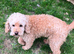 Private Rehoming-Beloved Family Pet Due To Bereavement