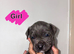 Cane corso x puppies