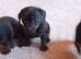 Chiweenie puppies ready soon