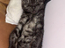 male kitten