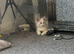 Beautiful white mainecoon kitten