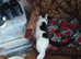 2 Kitten for sale