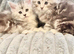 Pure Maine coon silver tabby & brown tabby huge kittens