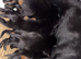 Beautiful kc Rottweiler puppies available