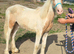 Palomino & white san cler cob