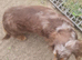 Chocolate and dapple longcoat female adult