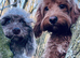 BEAUTIFUL COCKAPOO PUPPIES
