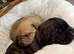 Cane Corso x rottweiler