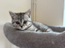 Scottish fold kittens